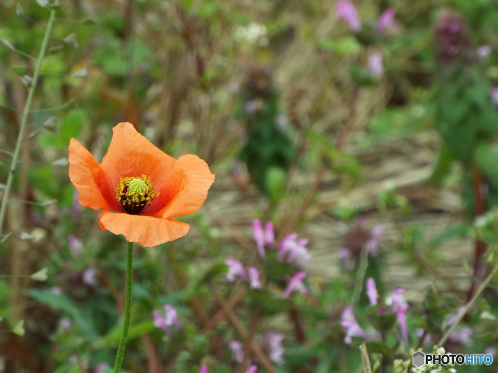 長実雛罌粟（ながみひなげし）