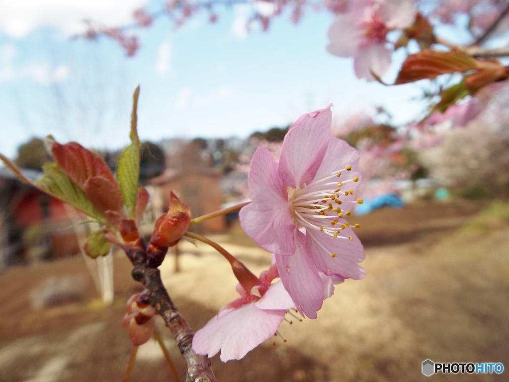 河津桜16