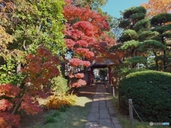 中院・紅葉1