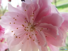 花桃5