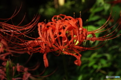 彼岸花7