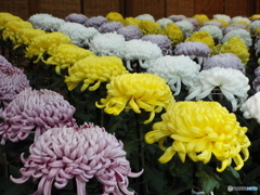 新宿御苑菊花壇展19