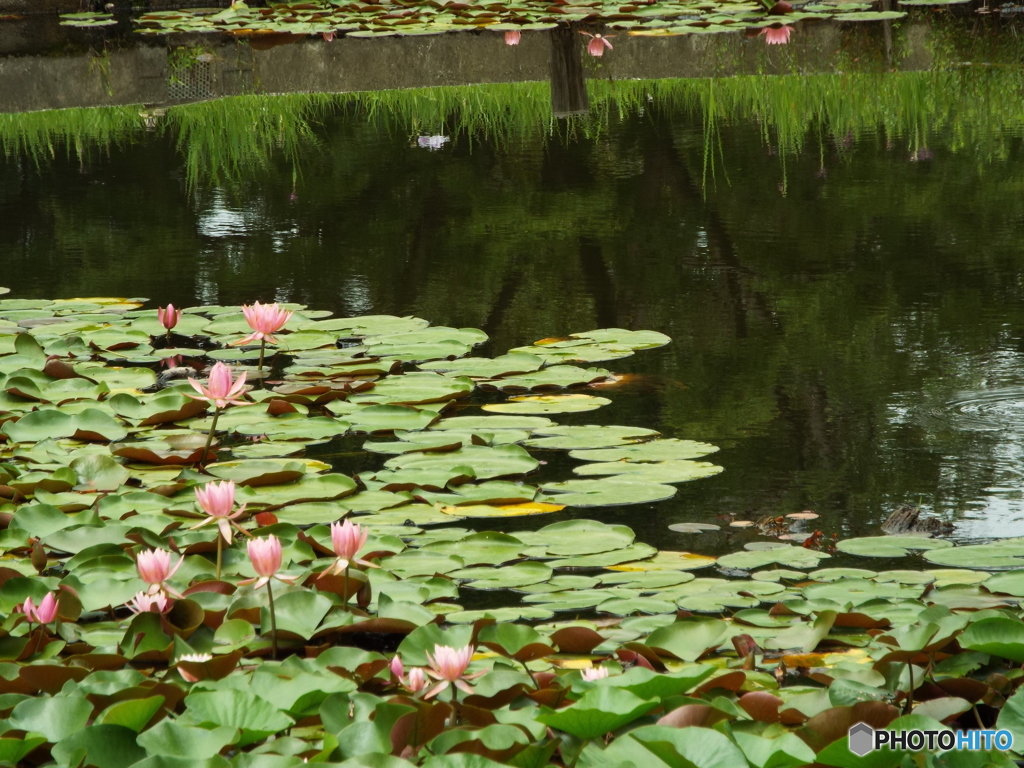 深緑の昭和記念公園8