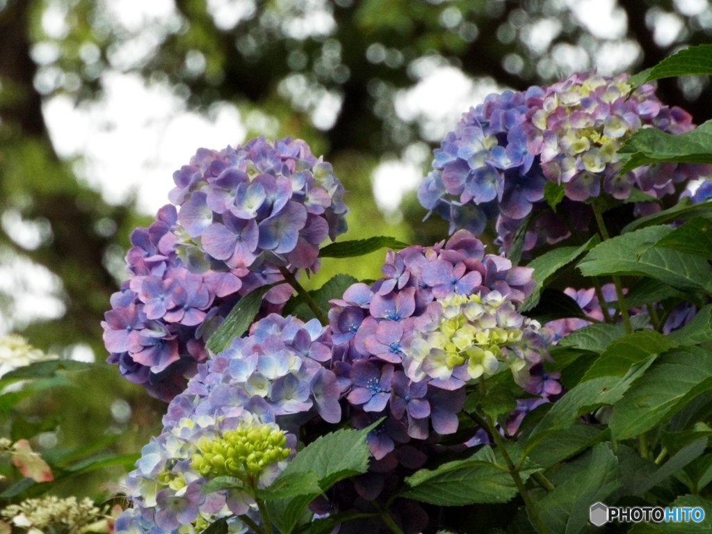 昭和記念公園・紫陽花13