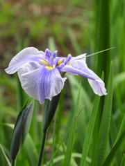 智光山公園・花菖蒲4