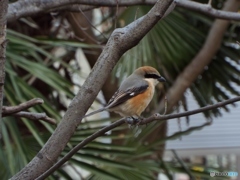 野鳥