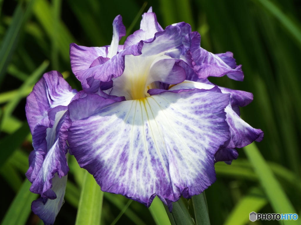 北山公園・花菖蒲10