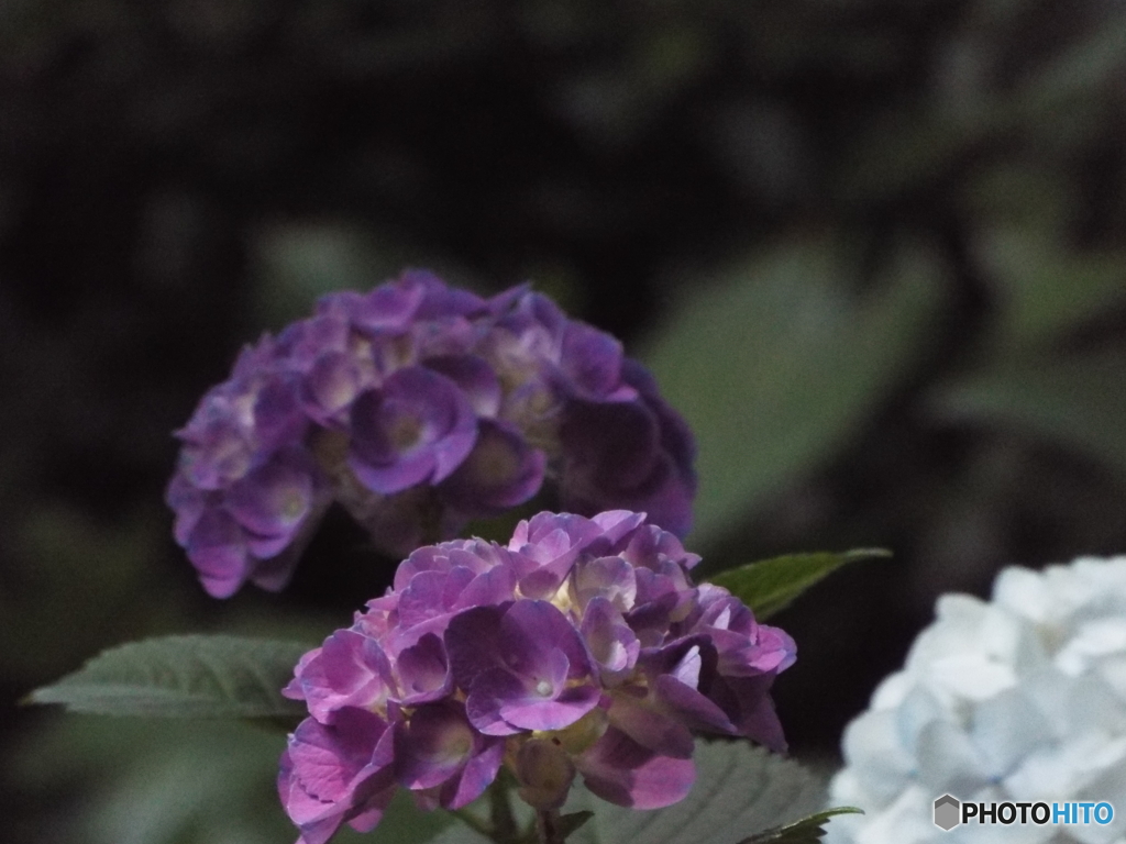 日本庭園の紫陽花10