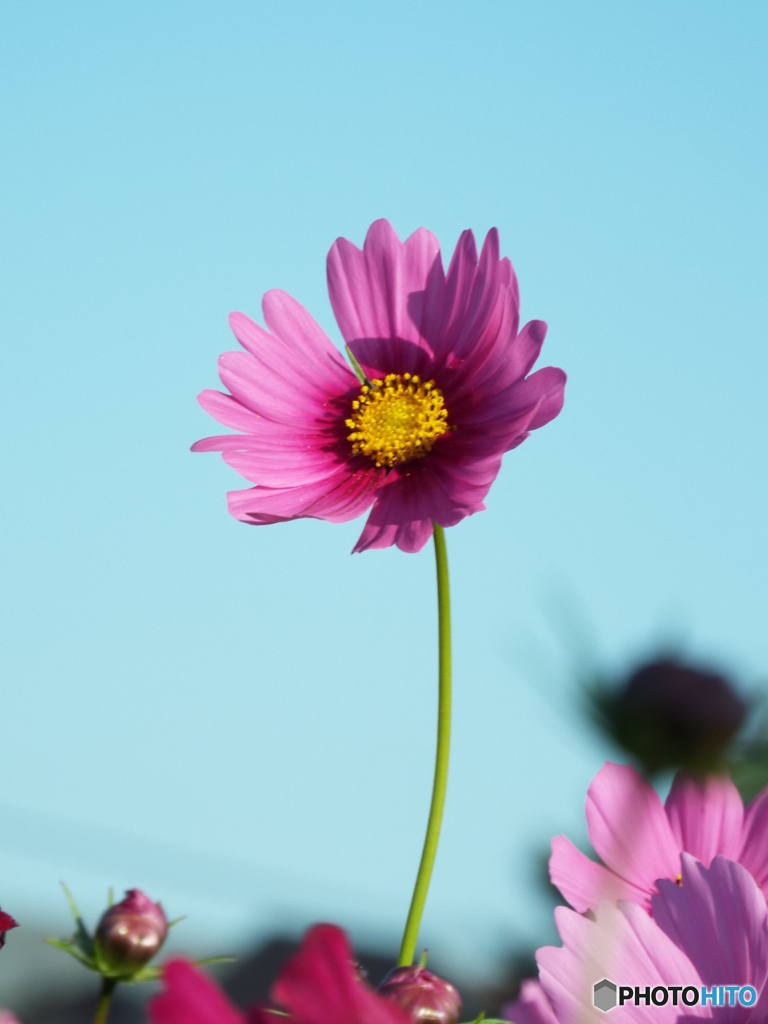 秋桜8