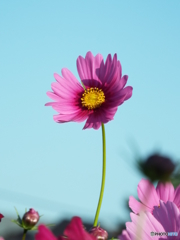 秋桜8