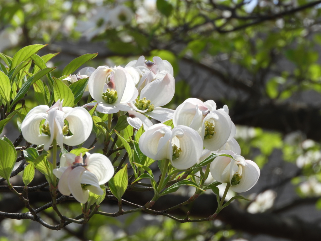 花水木1