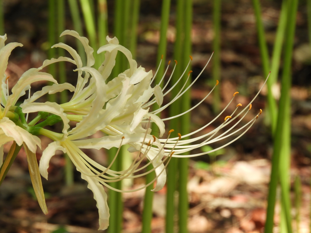 曼珠沙華15