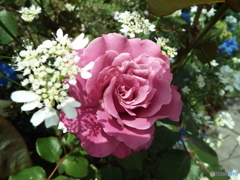 薔薇9