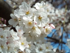 桜10