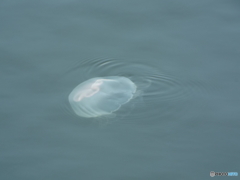 クラゲ