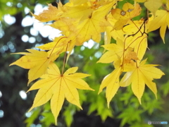 紅葉の日本庭園37