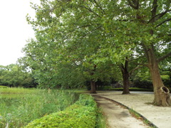 初秋の昭和記念公園2