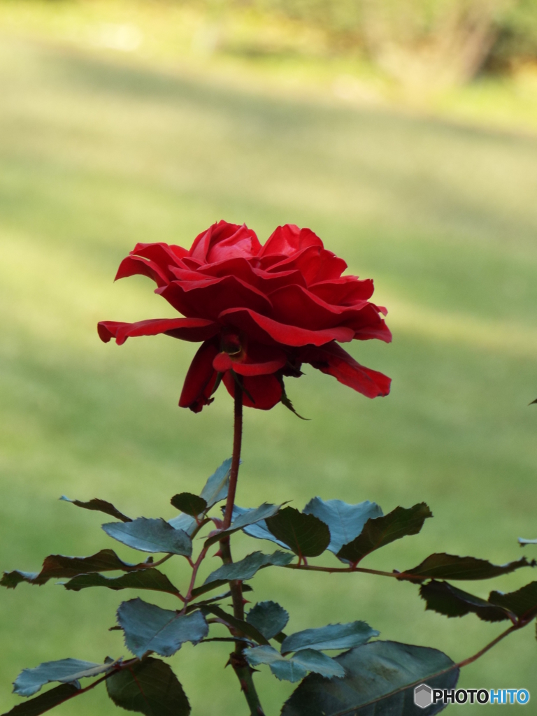 新宿御苑・秋薔薇19