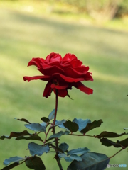新宿御苑・秋薔薇19