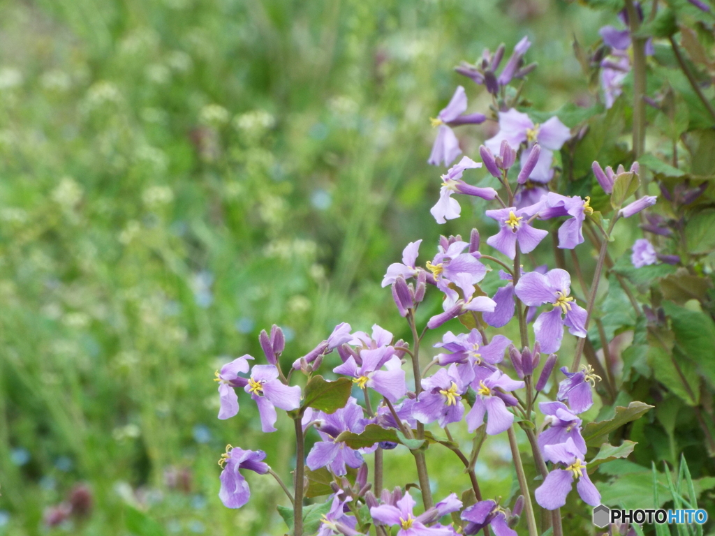 諸葛菜（しょかっさい）