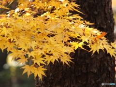 秋の殿ヶ谷戸庭園14