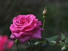 秋薔薇4