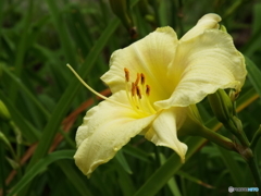 ヘメロカリス1