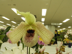 蘭18