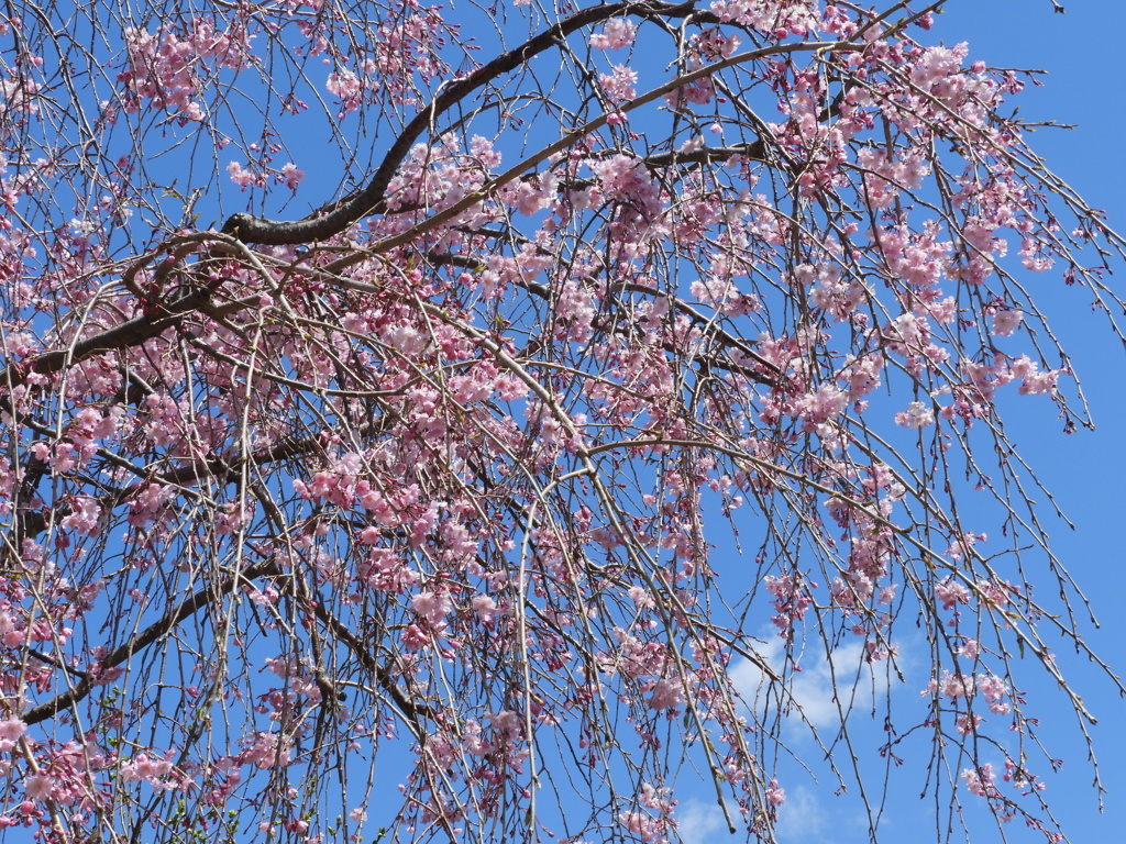 散歩道・枝垂れ桜2