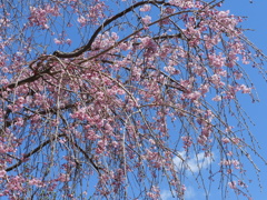 散歩道・枝垂れ桜2