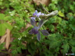 セリバヒエンソウ