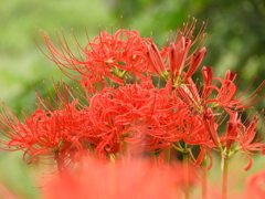 彼岸花20