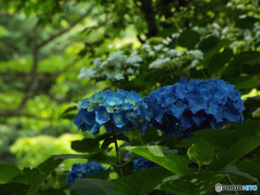 日本庭園の紫陽花8