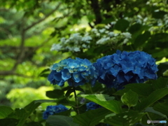 日本庭園の紫陽花8