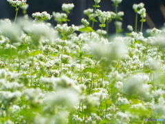 蕎麦の花1