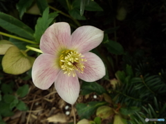 クリスマスローズ