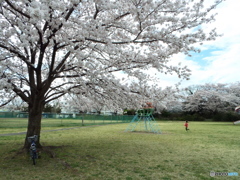 お花見3
