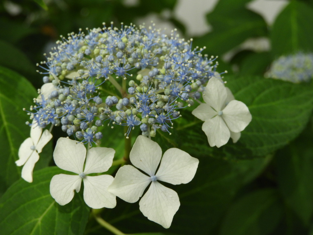 豊島園・紫陽花20
