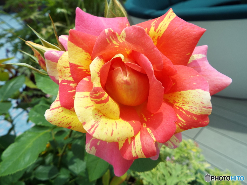 薔薇3