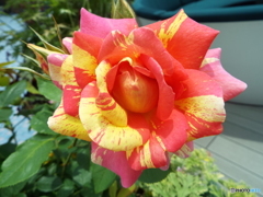 薔薇3