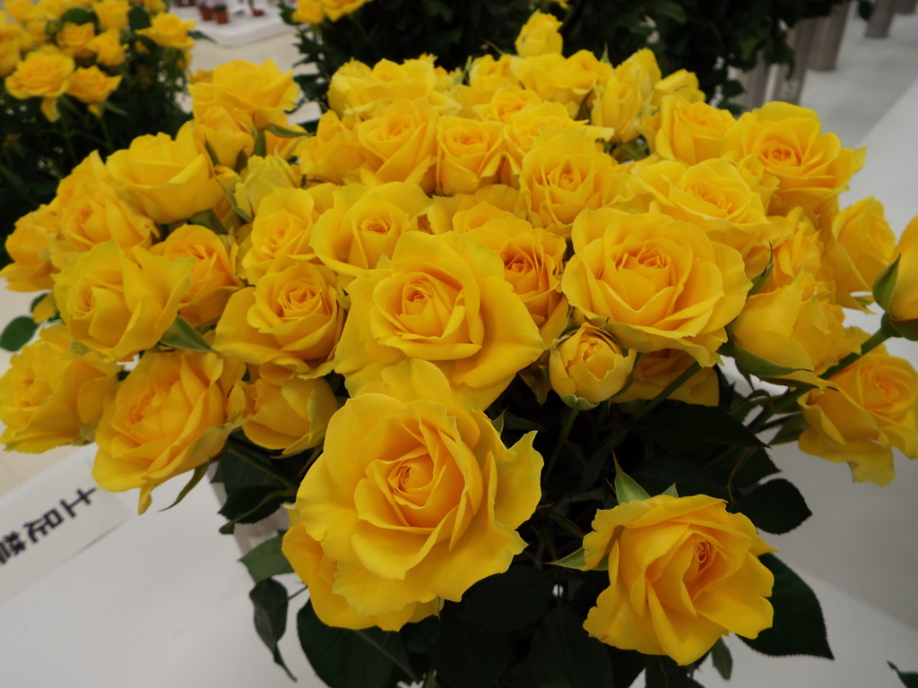 薔薇15