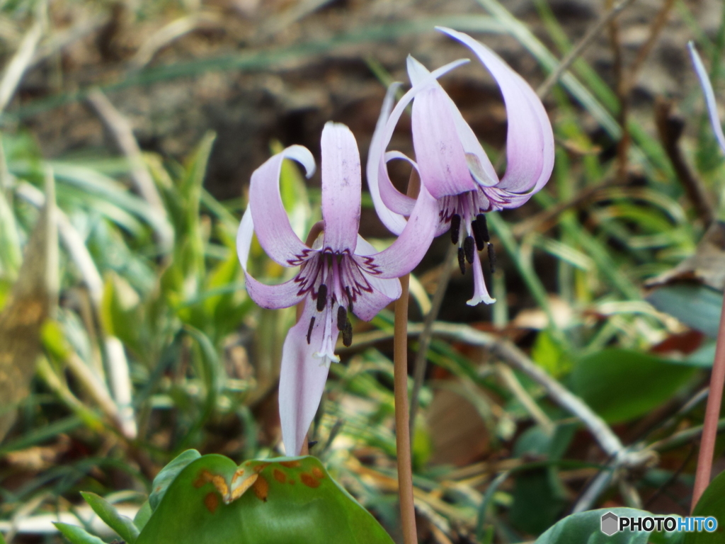 カタクリの花 9