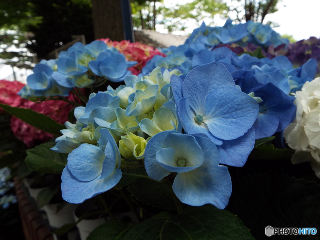 豊島園・紫陽花6