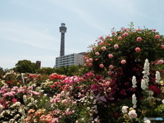 山下公園14