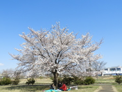 サクラ8