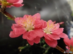 桃の花4