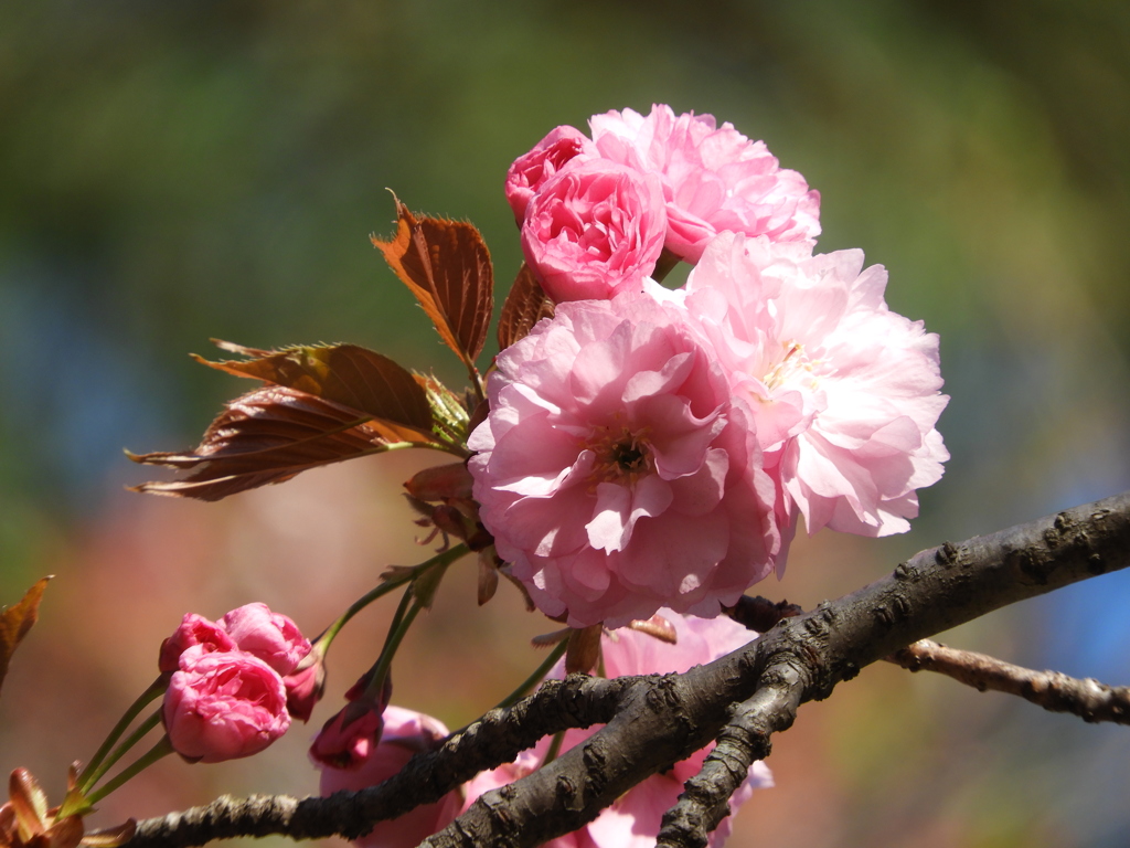 八重桜3