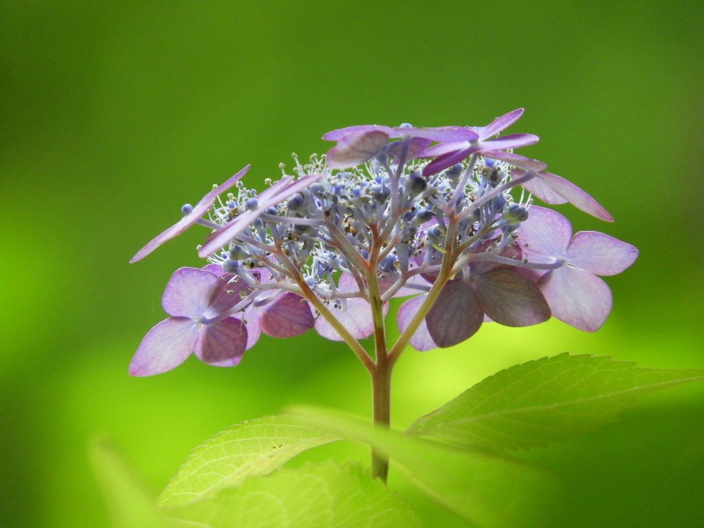 豊島園・紫陽花3