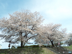 桜2