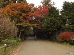 井の頭恩賜公園19